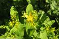 گل راعی , هزارچشم , علف چایTipton's weed, rosin rose, goatweed, chase-devil, Klamath weed 